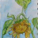 Watercolour sketch Sunflower